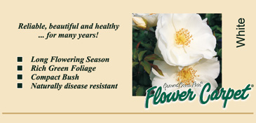 Noack Roses - Flower Carpet Roses
