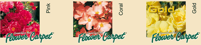 please activate "show images" in the viewing options of your webbrowser to see the beauty of your Flower Carpet Roses. Flower Carpet Roses are available nationwide from all major Garden Centres.